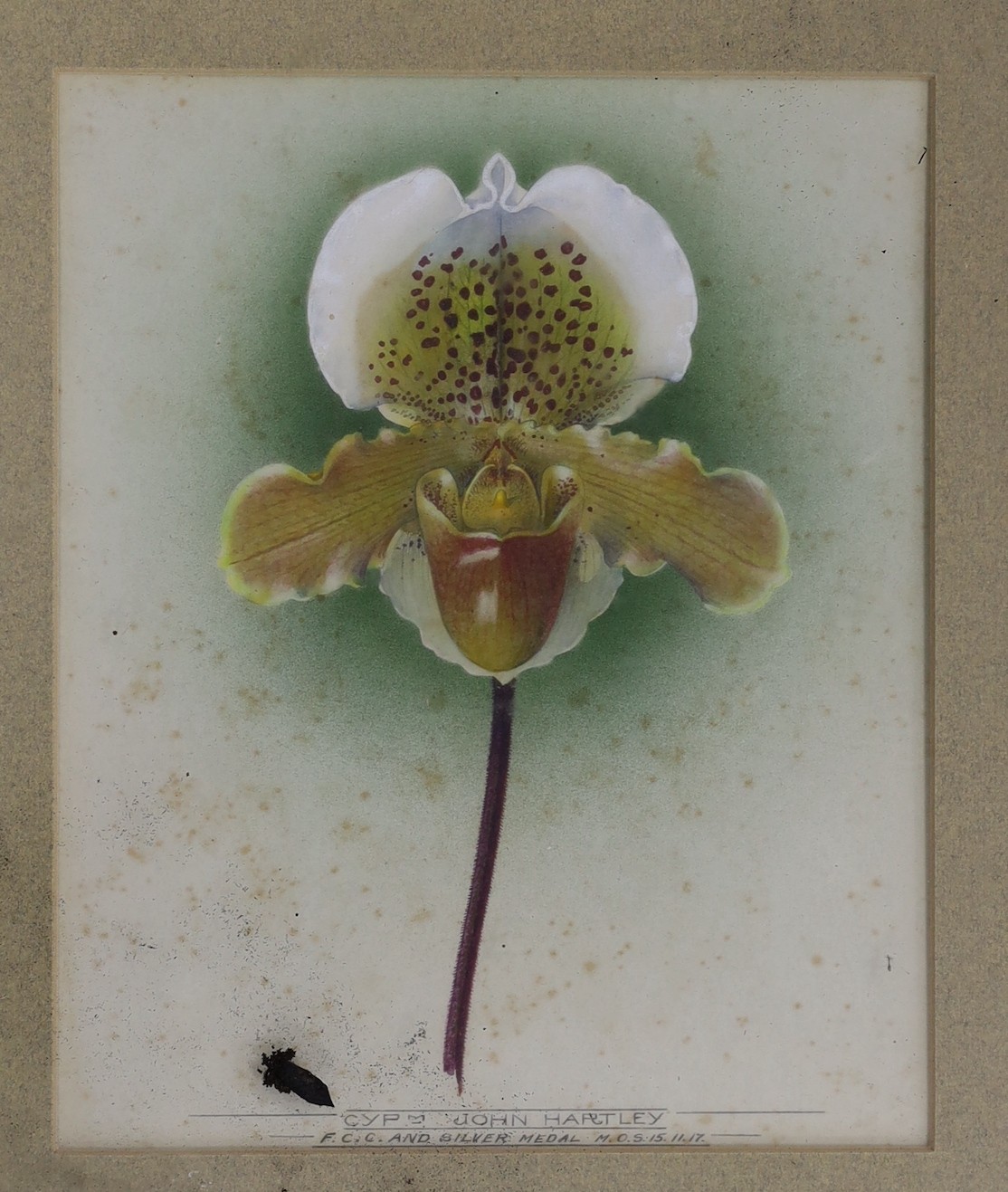 Two early 20th century watercolour studies of slipper orchids, 'Cyp. John Hartley and Cyp. Actaus Durbar', one dated '17, 25 x 20cm